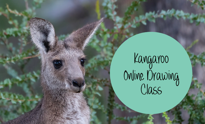 Kangaroo online drawing class