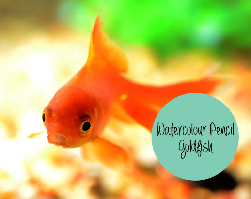 Watercolour Pencil Goldfish - Holiday Workshop