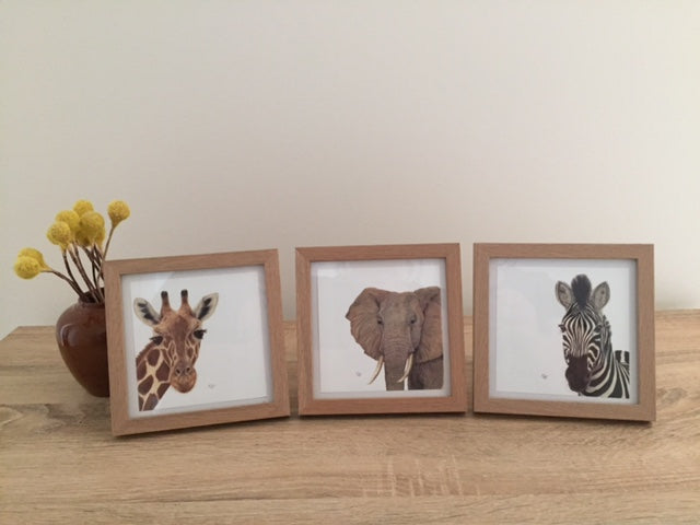 African Favourites Framed Set