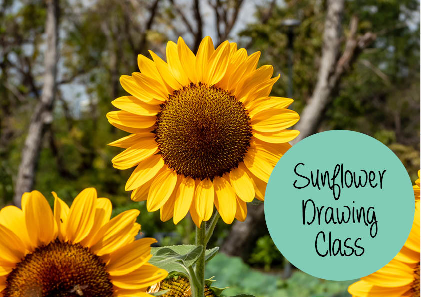 Sunflower Drawing class term 2 2023