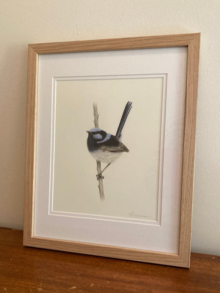 Superb Fairy-wren