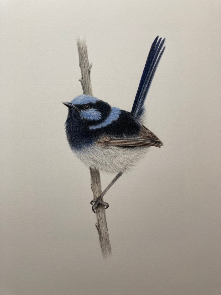 Superb Fairy-wren