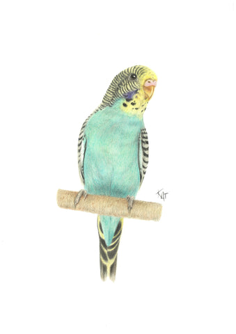 Bert Original Drawing