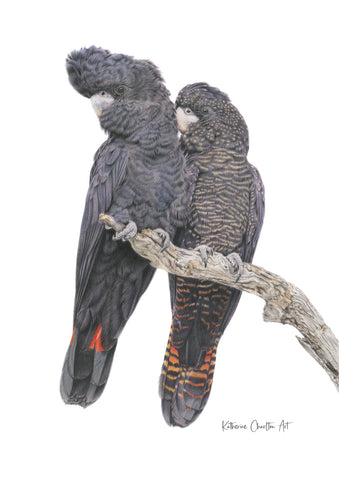 Red-tailed Black-Cockatoos - Limited Edition Print