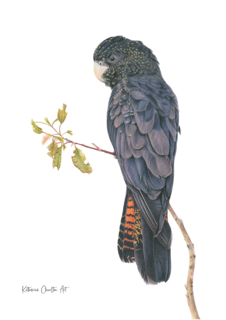 Female Red-tailed Black-Cockatoo - Limited Edition Print