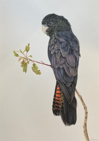 Female Red-tailed black cockatoo original drawing