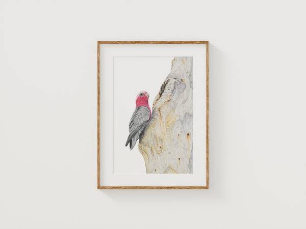Galah on gum Print