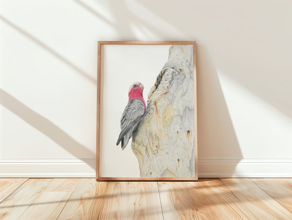 Galah on gum Print