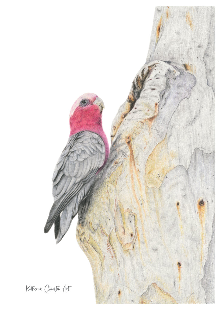 Galah on gum Print