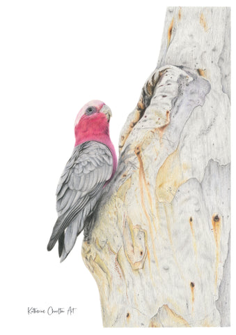 Galah on gum Print
