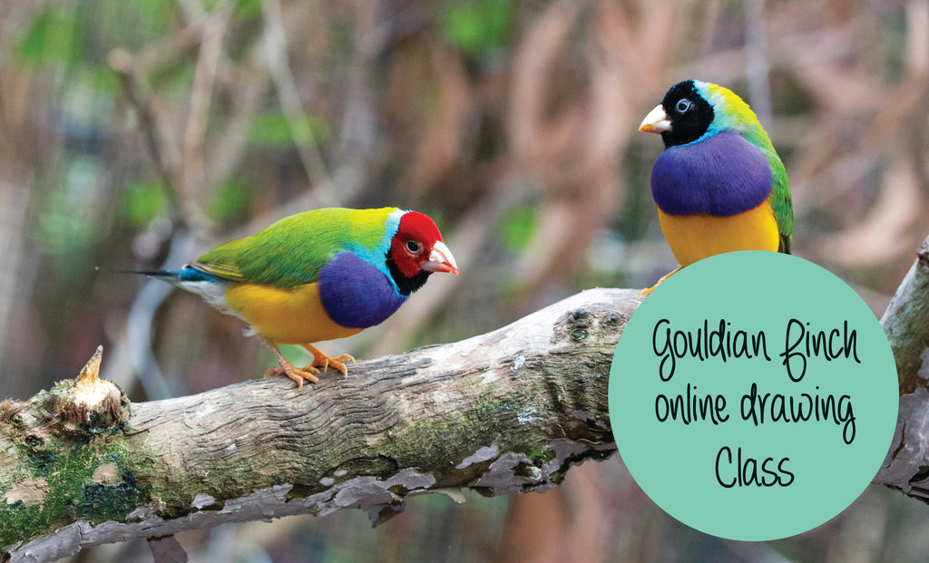 Gouldian Finches online drawing class