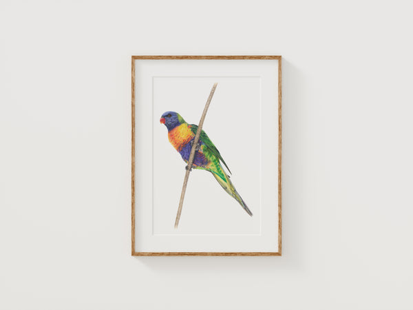 Rainbow Lorikeet Print