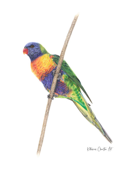 Rainbow Lorikeet Print