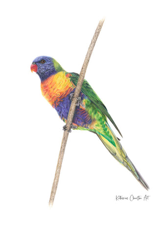 Rainbow Lorikeet Print