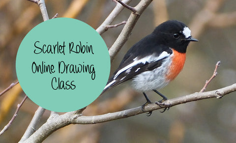 Scarlet Robin online drawing class