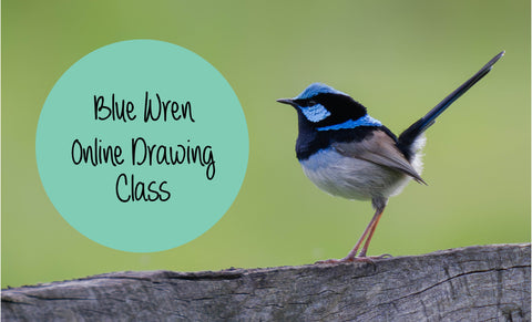 Blue Wren online drawing class