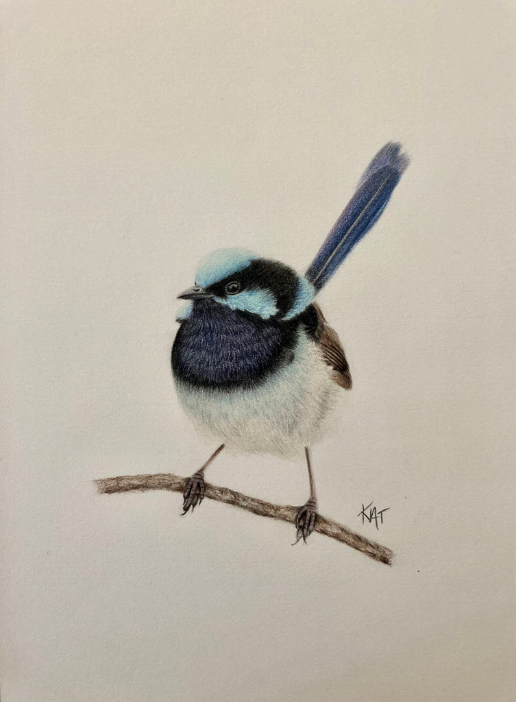 Blue Wren