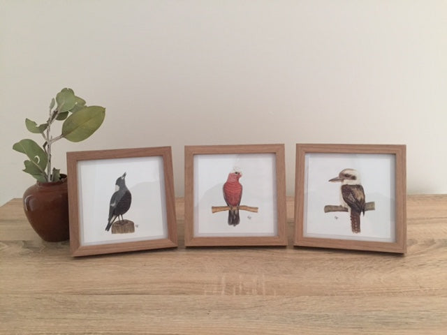 Australian Birds Framed Set
