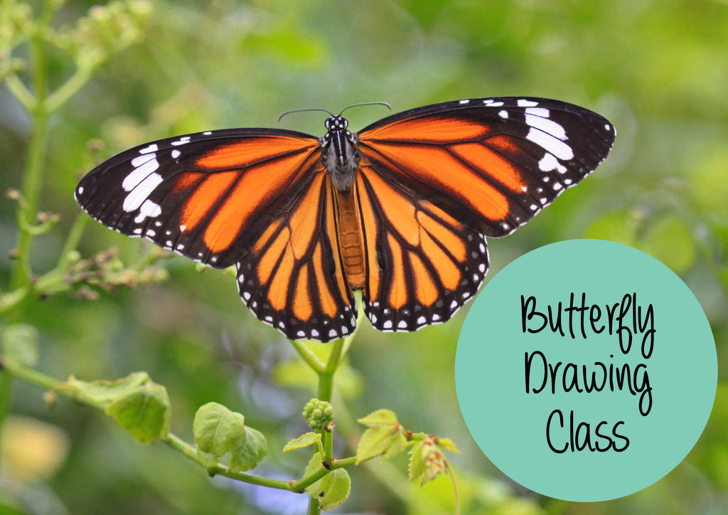 Online Butterfly drawing class