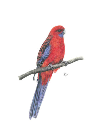 Crimson Rosella Print