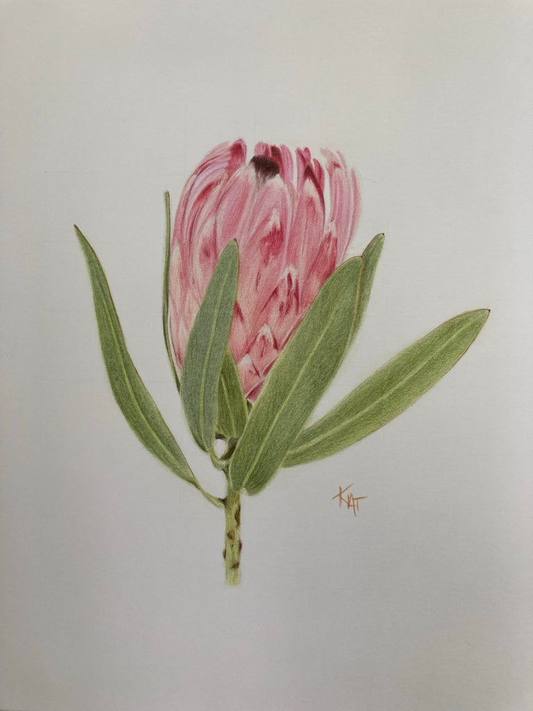 Protea flowers. hand drawn line single stem and bloom with leaves, flower  petals and sketch wedding herb, plant elegant | CanStock