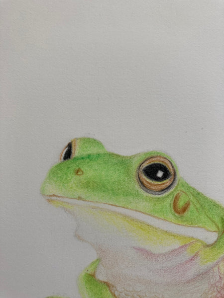 Original Frog drawing