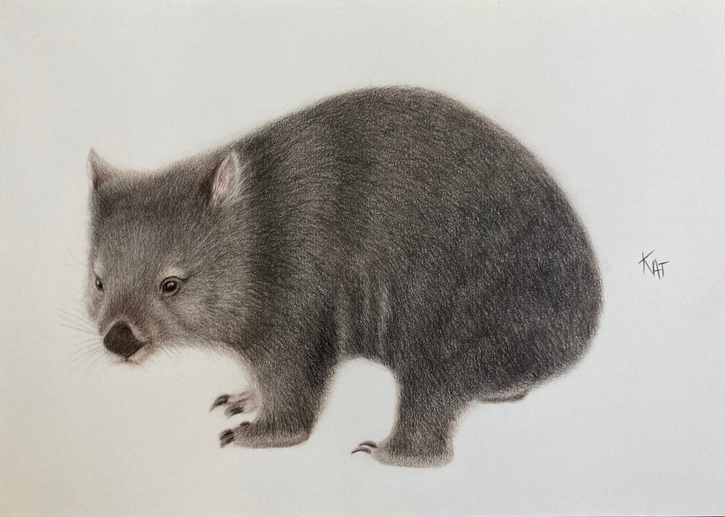 Original Wombat drawing
